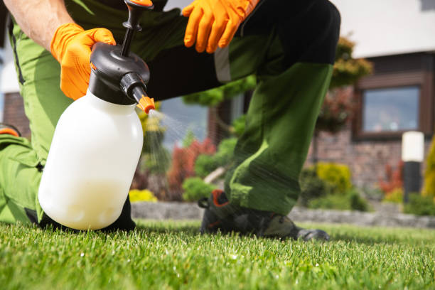 Best Termite Control Services  in Westminster, CO